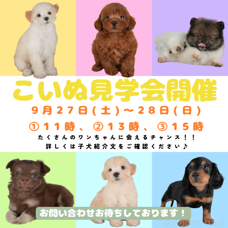 斎藤杏菜ブリーダーの詳細の1枚目